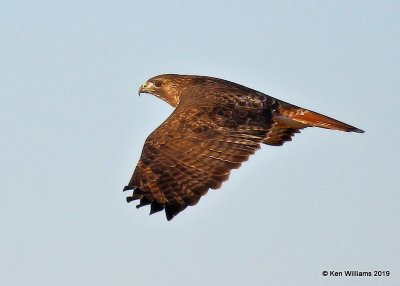 Red-tailed Hawk Western subspecies, Osage Co, OK, 12-31-19, Jpa_44130.jpg