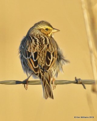 Savannah Sparrow, Osage Co, OK, 12-31-19, Jpa_44139.jpg