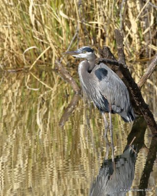 Great Blue Heron, Sequoyah NWR, OK, 1-7-20, Jpa_45362.jpg