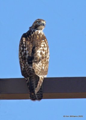 Red-tailed Hawk Eastern subspecies, Osage Co, OK, 1-6-20, Jpa_45228.jpg