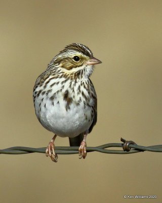 Savannah Sparrow, Osage Co, OK, 1-6-20, Jpa_45087.jpg