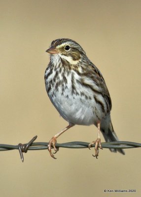 Savannah Sparrow, Osage Co, OK, 1-6-20, Jpa_45097.jpg