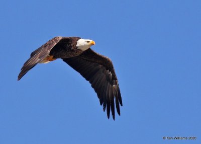 Bald Eagle adult, below Grand Lake, OK, 1-27-20, Jpa_45502.jpg