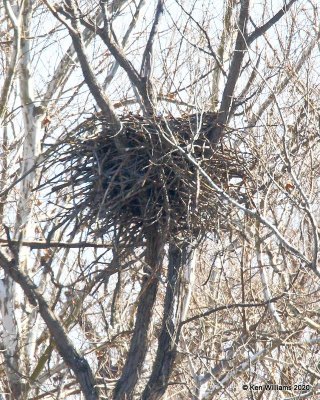 Bald Eagle nest, below Grand Lake, OK, 1-27-20, Jpa_45407.jpg