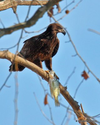 Bald Eagle juvenile, below Grand Lake, OK, 1-27-20, Jpa_45480.jpg