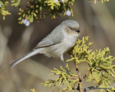 Bushtit female, Cimarron Co, OK, 2-2-20, Jpa_08488.jpg