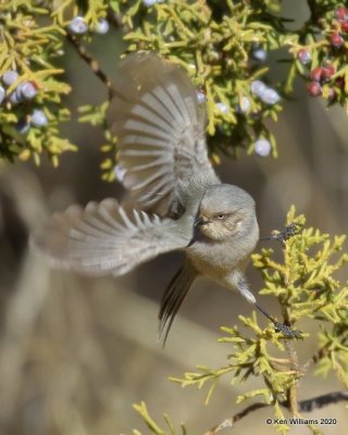 Bushtit female, Cimarron Co, OK, 2-2-20, Jpa_08491.jpg