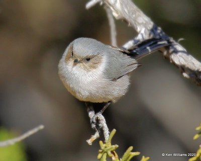 Bushtit male, Cimarron Co, OK, 2-2-20, Jpa_08422.jpg