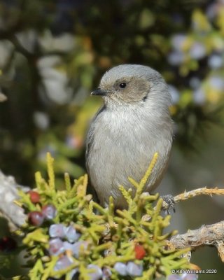 Bushtit male, Cimarron Co, OK, 2-2-20, Jpa_08447.jpg