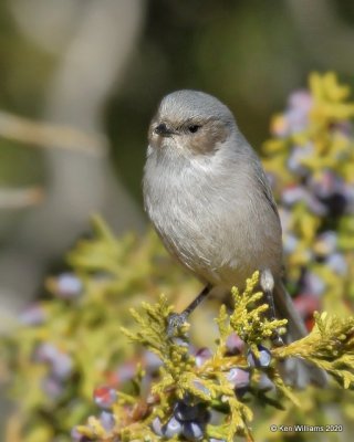 Bushtit male, Cimarron Co, OK, 2-2-20, Jpa_08459.jpg