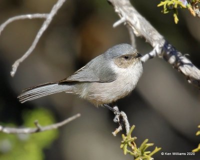 Bushtit male, Cimarron Co, OK, 2-2-20, Jpa_08478.jpg