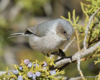Bushtit male, Cimarron Co, OK, 2-2-20, Jpa_08502.jpg