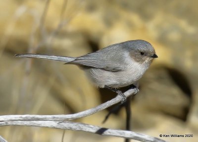 Bushtit male, Cimarron Co, OK, 2-2-20, Jpa_08513.jpg