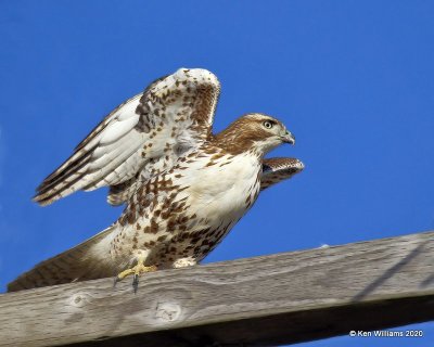 Red-tailed Hawk - Eastern juvenile, Osage Co, OK, 2-21-20, Jpaa_45867.jpg