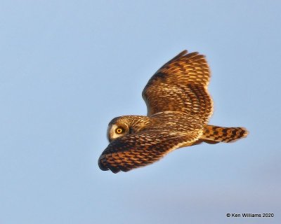 Short-eared Owl, Osage Co, OK, 2-21-20, Jpa_45915.jpg