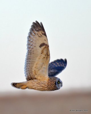 Short-eared Owl, Osage Co, OK, 2-21-20, Jpa_45952.jpg