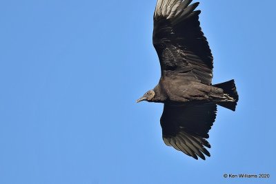 Black Vulture, Cherokee Co, OK, 3-6-20, Jpa_47990.jpg