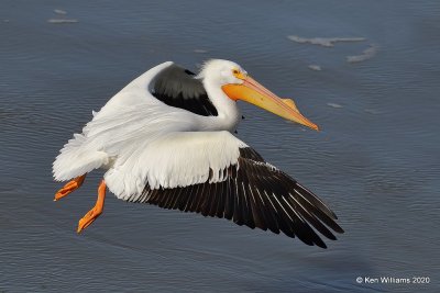 American White Pelican, Ft Gibson Dam, Cherokee Co, OK, 3-6-20, Jpa_48071.jpg