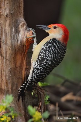 Red-bellied Woodpecker male, Rogers Co yard, OK, 3-26-20, Jps_49014.jpg