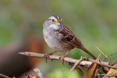 White-throated Sparrow, Rogers Co yard, OK, 3-26-20, Jps_49037.jpg