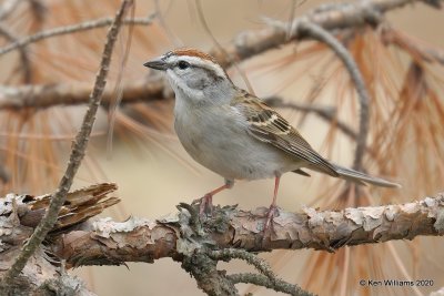 Chipping Sparrow, Ft Gibson Lake, OK, 3-29-20, Jpf_49418.jpg