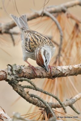 Chipping Sparrow, Ft Gibson Lake, OK, 3-29-20, Jpf_49469.jpg