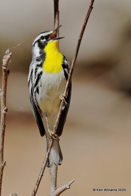 Yellow-throated Warbler male, Ft Gibson Lake, OK, 3-29-20, Jps_49216.jpg