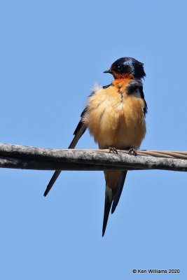 Barn Swallow, Tenkiller Lake, OK, 4-15-20, Jps_51251.jpg
