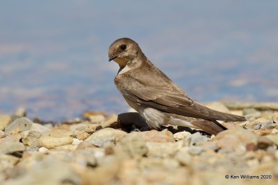 Northern Rough-winged Swallow, Tenkiller Lake, OK, 4-15-20, Jpa_50952.jpg