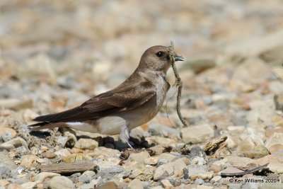 Northern Rough-winged Swallow, Tenkiller Lake, OK, 4-15-20, Jps_50750.jpg