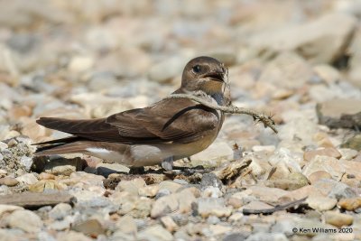 Northern Rough-winged Swallow, Tenkiller Lake, OK, 4-15-20, Jps_50757.jpg