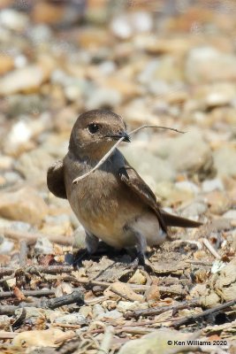 Northern Rough-winged Swallow, Tenkiller Lake, OK, 4-15-20, Jps_50923.jpg