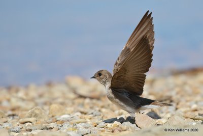 Northern Rough-winged Swallow, Tenkiller Lake, OK, 4-15-20, Jps_51128.jpg