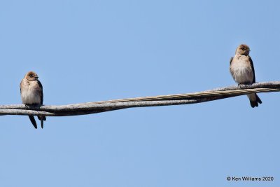 Northern Rough-winged Swallow, Tenkiller Lake, OK, 4-15-20, Jps_51199.jpg