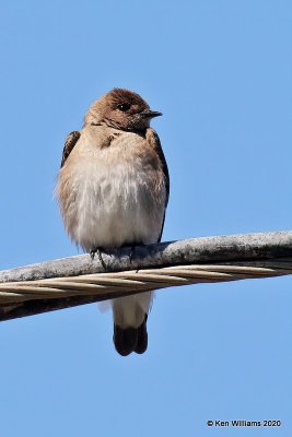 Northern Rough-winged Swallow, Tenkiller Lake, OK, 4-15-20, Jps_51227.jpg