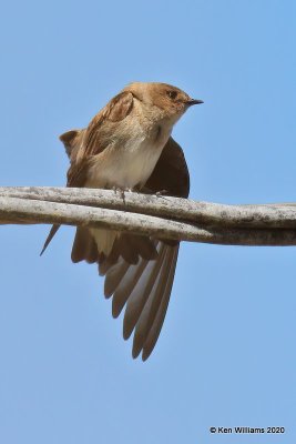 Northern Rough-winged Swallow, Tenkiller Lake, OK, 4-15-20, Jps_51257.jpg