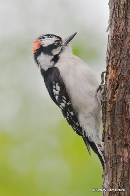 Downy Woodpecker male, Rogers Co yard, OK, 4-19-20, Jps_51569.jpg
