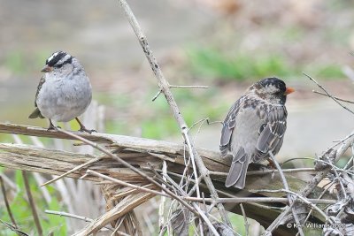White-crowned & Harris's Sparrows, Rogers Co yard, OK, 4-5-20, Jps_50024.jpg