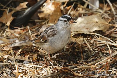White-crowned Sparrow, Rogers Co yard, OK, 4-18-20, Jps_51428.jpg