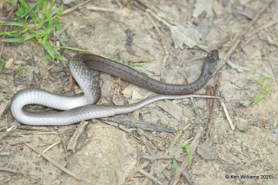 Texas Brown Snake, Tulsa Co, OK, 5-4-20, Jps_53537.jpg