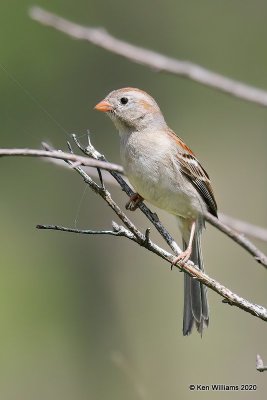 Field Sparrow, Atoka Co, OK, 5-5-20, Jps_53803.jpg