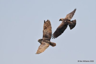 Swainson's Hawk attacking a Great Horned Owl, Garfield Co, OK, 5-9-20, Jps_56066.jpg