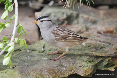 White-crowned Sparrow, Rogers Co yard, OK, 5-7-20, Jps_54275.jpg