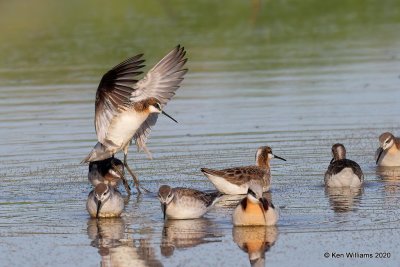 Wilson's Phalaropes, Garfield Co, OK, 5-9-20, Jps_55682.jpg