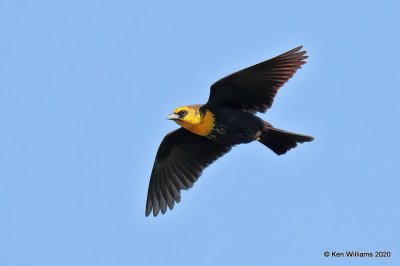 Yellow-headed Blackbird, 1st year male, Garfield Co, OK, 5-9-20, Jps_55821.jpg