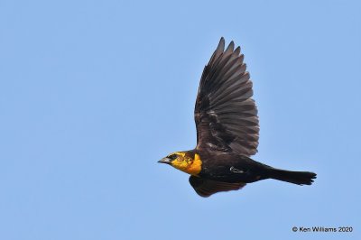 Yellow-headed Blackbird, 1st year male, Garfield Co, OK, 5-9-20, Jps_55855.jpg