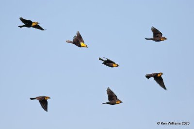 Yellow-headed Blackbirds, 1st year males, Garfield Co, OK, 5-9-20, Jps_55859.jpg