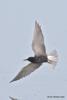 Black Tern, Tulsa Co, OK, 5-16-20, Jps_56376.jpg
