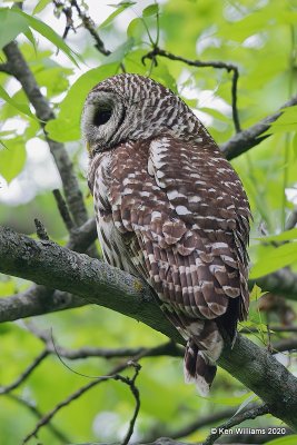 Barred Owl, Nowata Co, OK, 5-20-20, Jps_57385.jpg