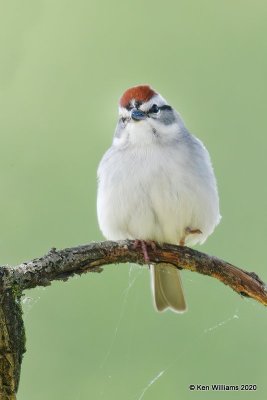 Chipping Sparrow, Cherokee Co, OK, 5-19-20, Jps_57254.jpg